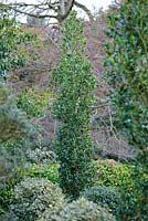 Ilex aquifolium 'Green Pillar'