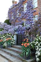 Steps leading to house with Wisteria, Choisya ternata, Tulipa 'Amazone', Tulipa 'Queen of the Night', Clematis 'Montana' - Pashley Manor Gardens, Kent, UK