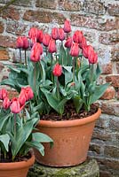 Tulipa 'Couleur Cardinal' in terracotta pot