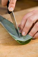Opening up leaf of Aloe vera to reveal healing gel