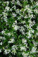 Trachelospermum jasminoides - Star jasmin