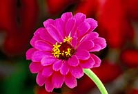 Zinnia 'Scabious Flowered'