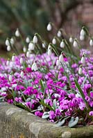 Stone trough at Hanham Court planted up with snowdrops and cyclamen. Galanthus nivalis 'Sam Arnott' AGM and Cyclamen coum