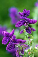 Salvia viridis Blue syn. S. horminum - Annual clary