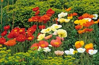 Papaver nudicaule 'Meadow Pastels' and 'Red Sail' in the cutting garden with Euphorbia oblongata. Iceland poppy, Arctic poppy
