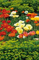 Papaver nudicaule 'Meadow Pastels' and 'Red Sail' in the cutting garden with Euphorbia oblongata. Iceland poppy, Arctic poppy