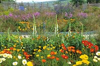 The cutting garden in early summer. Papaver nudicaule 'Meadow Pastels', Eschscholtzia californica and Digitalis purpurea albiflora in foreground. Iceland poppy, Arctic poppy,