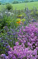The cutting garden at Perch Hill with Hesperis matronalis - Sweet rocket and Anchusa azurea 'Dropmore' in the foreground.