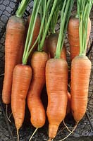 Carrot 'Sytan' - Daucus carota