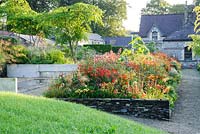 A grassy walk surrounds the densely planted, ornamental centre of the garden, giving fine views along the hot border back towards the former steward's house. Intense colour is provided by scarlet Crocosmia 'Lucifer', day lilies, Cotinus 'Grace', dahlias and ligularias. Aralia echinocaulis dot the site and give year round structure.