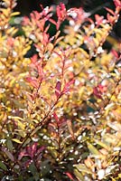 Pseudowintera colorata 'Marjorie Congreve'. Windy Ridge, Little Wenlock, Shropshire, UK