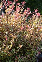 Pseudowintera colorata 'Marjorie Congreve'. Windy Ridge, Little Wenlock, Shropshire, UK