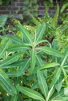 Euphorbia x pasteurii 'John Phillips'