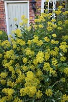 Euphorbia bupleurum outside cottage door. Garden: Rustling End Cottage, Hertfordshire. Owners: Mr and Mrs Wise