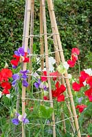 Lathyrus odoratus. Informal mixed kitchen garden in summer with Sweet pea 'Sweet Chariot,