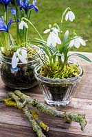 Galanthus nivalis in glass jar with moss
