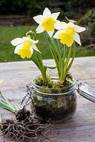 Narcissus 'Topolino' in glass jar with moss