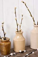 Pussy willow stems displayed in pottery bottles