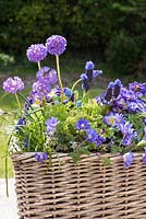 Blue themed spring container in basket with Primula dentata, muscari and anemone blanda