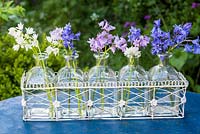 Hyacinthoides hispanica - Spanish bluebells arranged in glass bottles