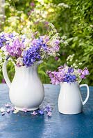 Hyacinthoides hispanica - Spanish bluebells arranged in white vases
