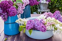 Syringa vulgaris - mixed lilac flowers displayed in blue enamel bowl