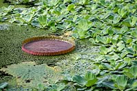 Amazon water lily, Victoria amazonica, growing amongst Pistia stratiotes, water cabbage, at Bristol University Botanic Gardens