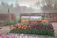 Cutting and vegetable garden in spring with mixed Tulipa including Tulipa 'Recreado', 'Merlot', 'Cafe Noir', 'National Velvet', 'Jan Reus', 'Ballerina'. Garden: Ulting Wick, Essex. Owner: Philippa Burrough