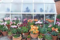 Mixed Tulipa in containers including 'Estella Rijnveld', 'Gabrielle', 'Ballerina', 'National Velvet', 'Brown Sugar', 'Marianne' and greenhouse. Ulting Wick Essex, Owner: Philippa Burrough