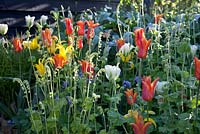 Tulipa 'Ballerina', 'Spring Green' and 'Westpoint' with Tellima grandiflora in colourful spring bed. Ulting Wick, Essex, Owner: Philippa Burrough

