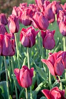 Tulipa 'Merlot' tbc