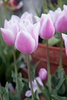 Tulipa 'Gabrielle'. Ulting Wick, Essex