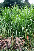 Miscanthus sacchariflorus - Amur silver grass, behind Pennisetum advena 'Rubrum', late summer, RHS Wisley