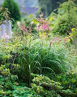 Miscanthus sinensis 'Ferner Osten', eulalia grass, late summer, Gothenburg, Sweden