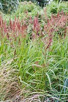 Muhlenbergia racemosa, American drop seed grass, late summer, Kew Gardens.