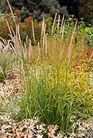 Pennisetum macrourum, African feather grass, late summer, RHS Wisley.