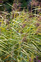 Phragmites australis subsp. australis 'Variegatus', variegated common reed, late summer, RHS Wisley.
