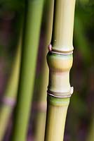 Phyllostachys aurea, Culm and node of bamboo, late summer, RHS Wisley.