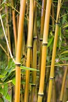 Phyllostachys aureosulcata, golden groove bamboo, late summer, RHS Wisley.