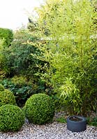 Phyllostachys bissetii and Buxus sempervirens, private garden, South Sweden.