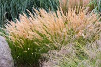 Stipa calamagrostis, rough feather grass, late summer, RHS Wisley.