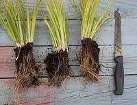 Acorus gramineus - Ogon gramineus. Root bound pot divided and roots trimmed before putting into individual pots to grow new plants. Perennial division and propagation
