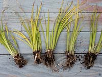 Acorus gramineus - Ogon gramineus.  Root bound pot divided and roots trimmed before putting into individual pots to grow new plants.  Perennial division and propagation