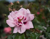 Rosa 'Angel Eyes' - Persican Hybrid Bush Rose 