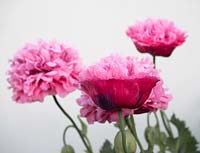 Papaver somniferum 'Pink Chiffon' - Opium poppy - paeony type pom pom