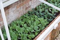 Hardening off brassica seedlings in a cold frame - May - Oxfordshire