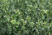 Pisum sativum 'Ceresa' - Petit Pois variety - June - Oxfordshire