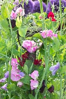 Lathyrus odoratus - Sweet pea flowers grown around an old spade handle - June - Oxfordshire