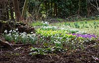 Snowdrops, crocus and winter aconites growing in the wild area by the churchyard. Galanthus, Eranthis hyemalis