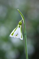 Galanthus 'South Hayes'. 